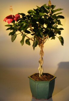 Rosa-sinensis